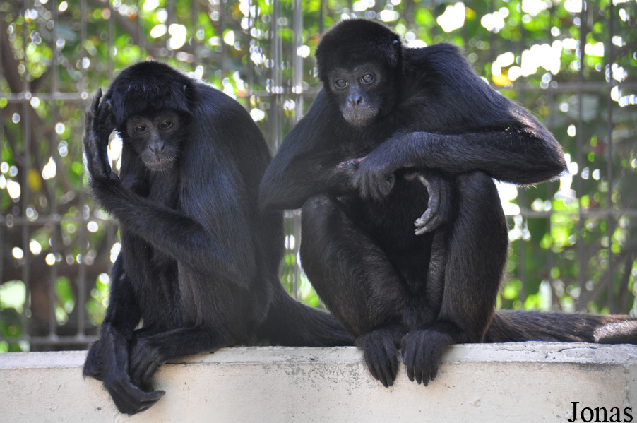 Ateles fusciceps robustus