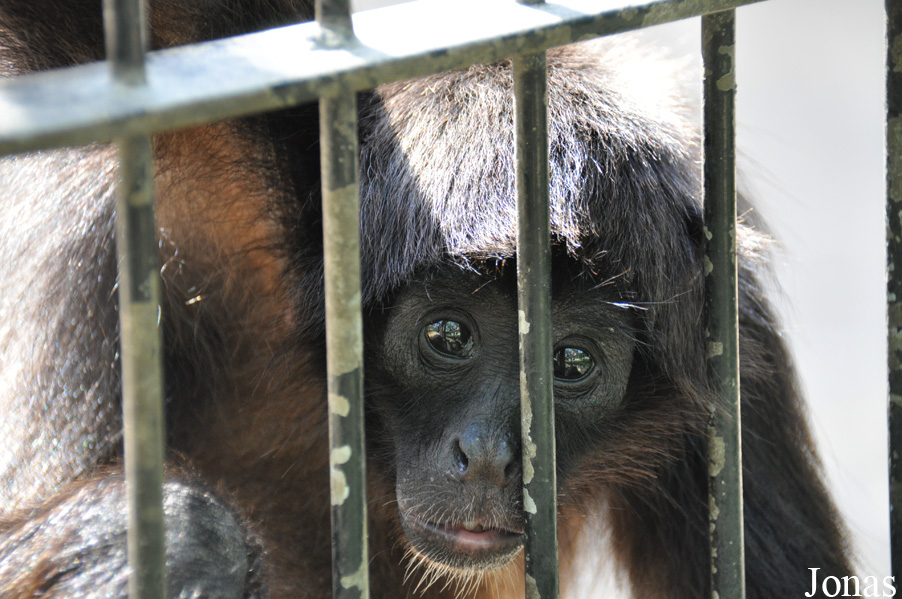 Ateles fusciceps robustus