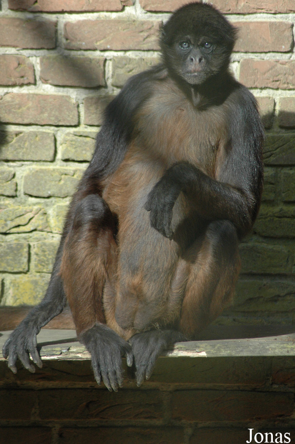 Ateles geoffroyi