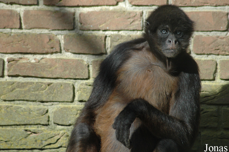 Ateles geoffroyi