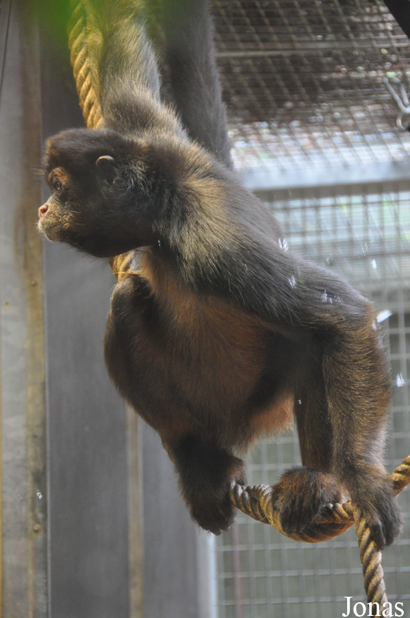Ateles geoffroyi