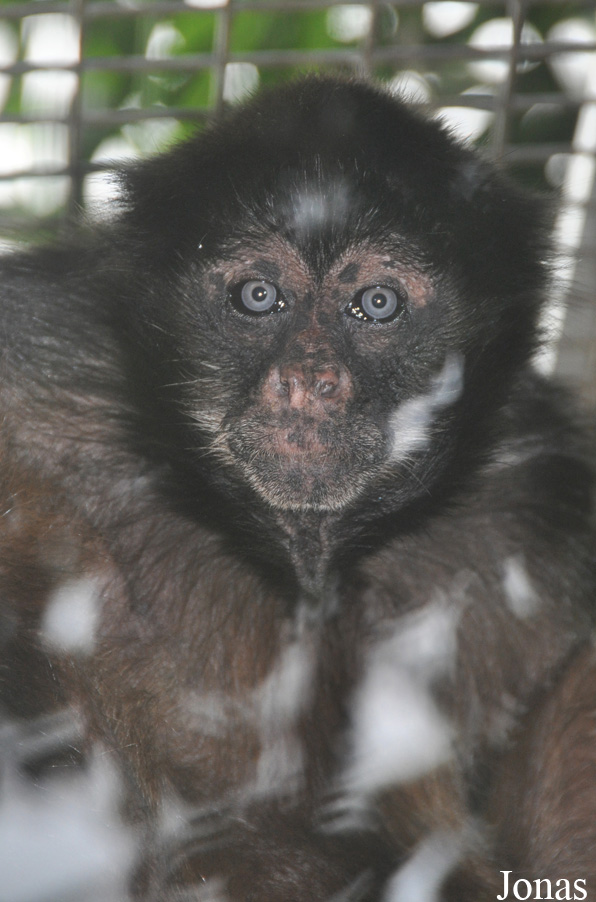 Ateles geoffroyi