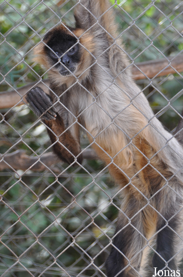 Ateles geoffroyi geoffroyi