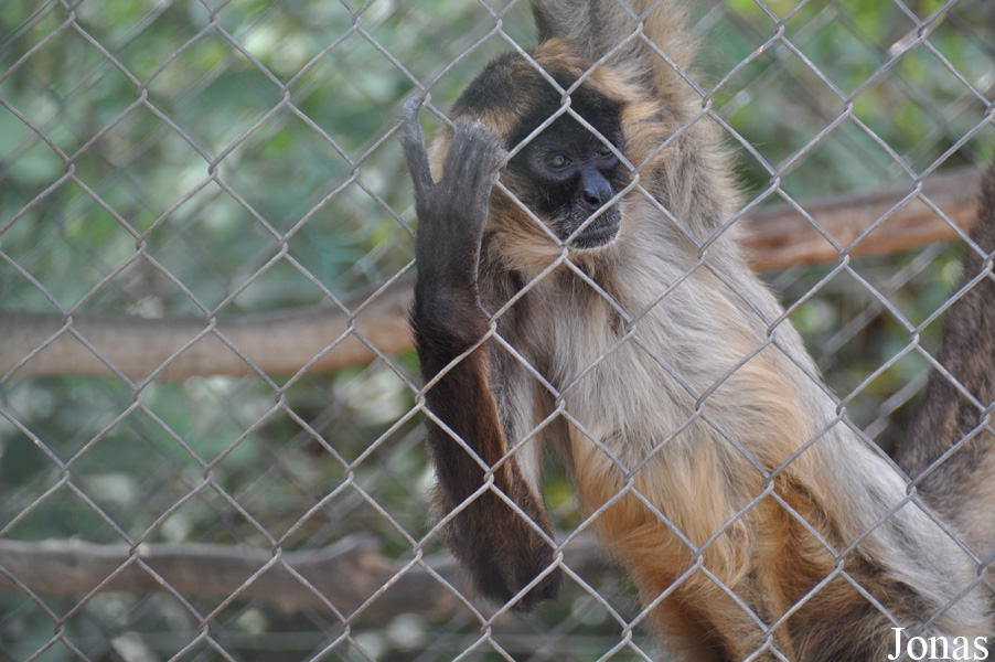 Ateles geoffroyi geoffroyi