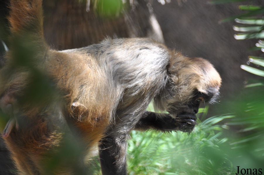 Ateles geoffroyi geoffroyi