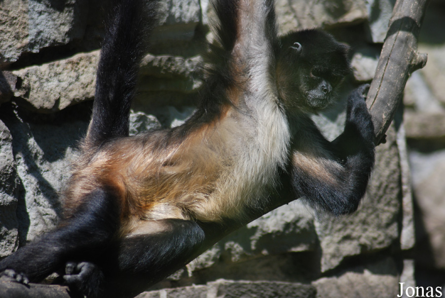 Ateles geoffroyi vellerosus
