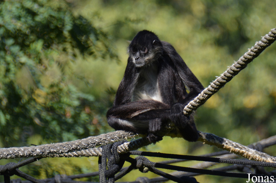 Ateles geoffroyi yucatanensis