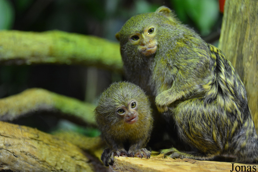 Cebuella pygmaea