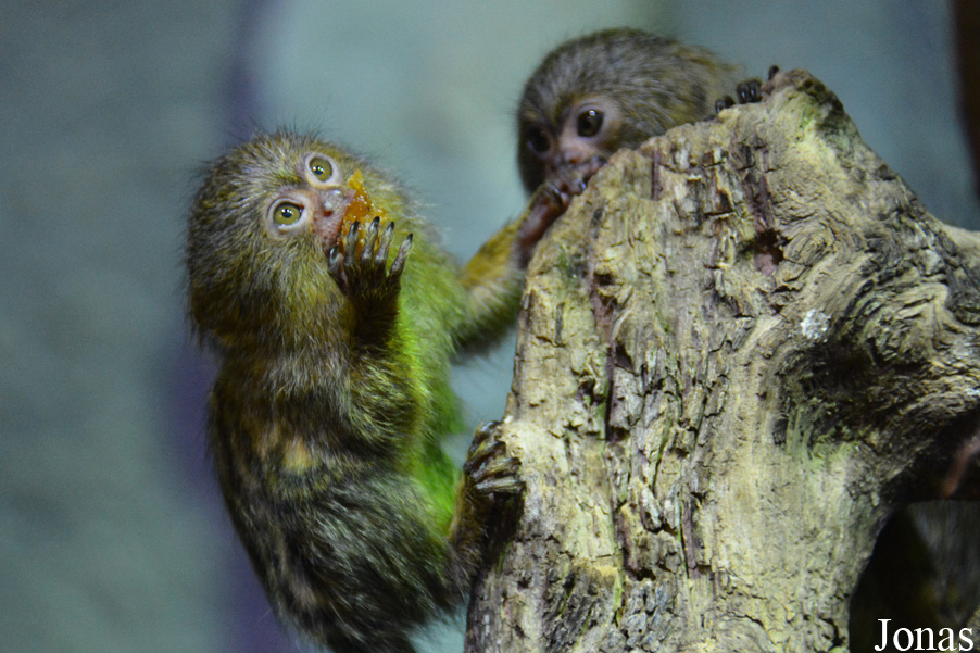 Cebuella pygmaea