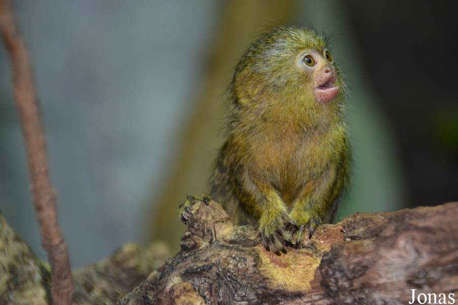 Cebuella pygmaea