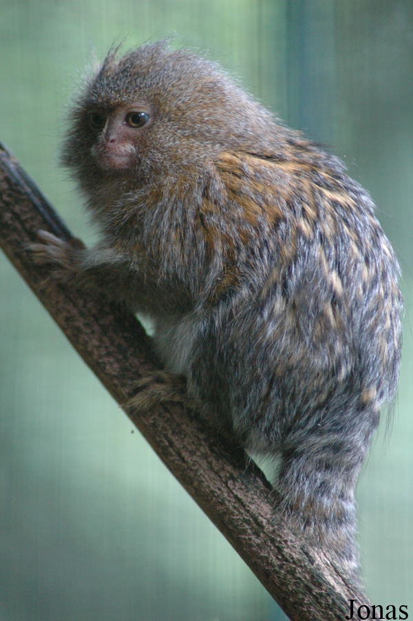 Cebuella pygmaea