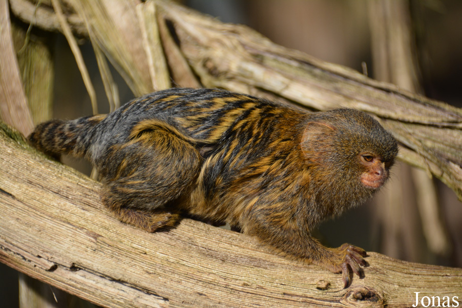 Cebuella pygmaea