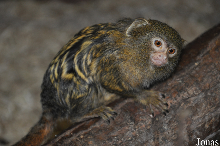 Cebuella pygmaea
