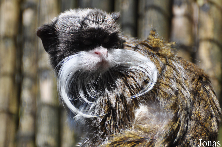 Saguinus imperator subgrisescens