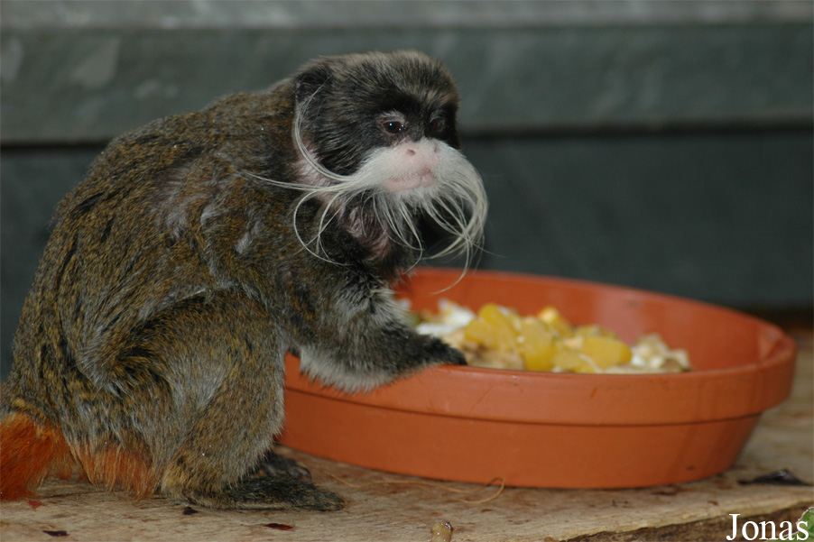 Saguinus imperator subgrisescens