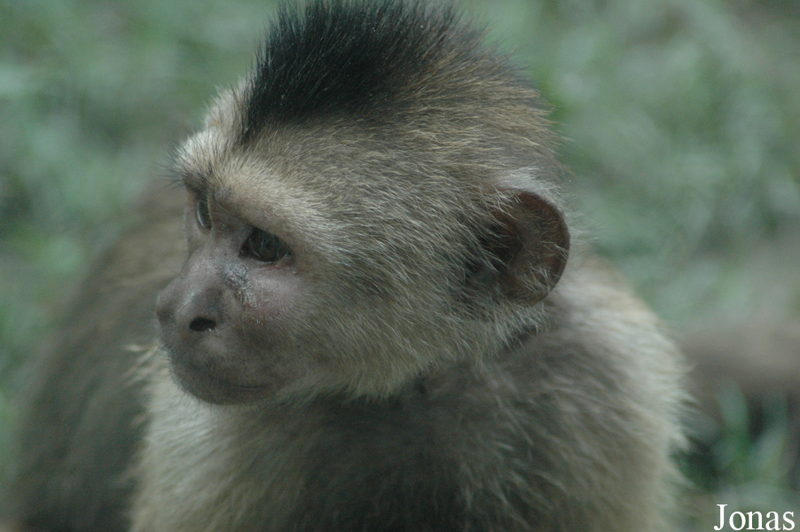 Cebus olivaceus