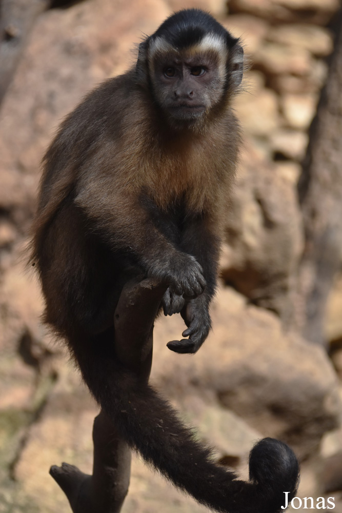 Sapajus apella