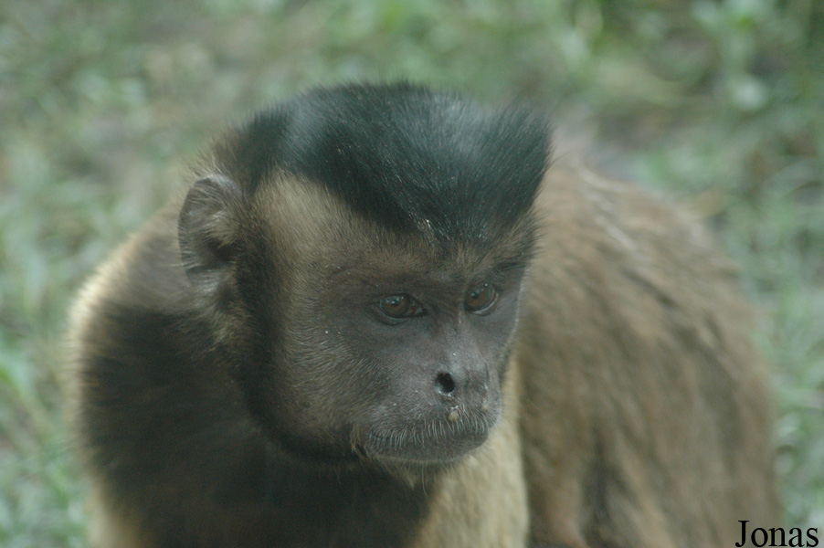 Sapajus apella
