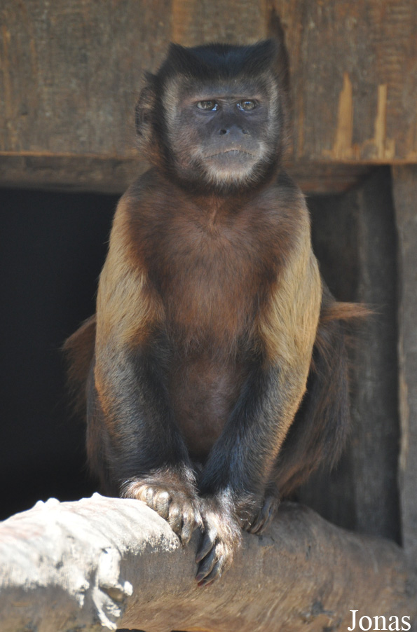Sapajus apella