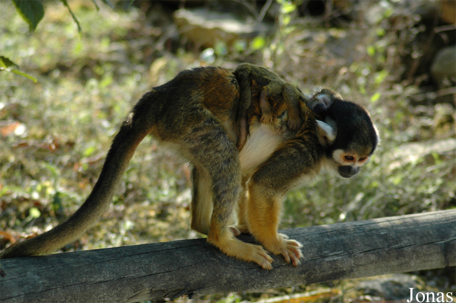 Saimiri boliviensis peruviensis