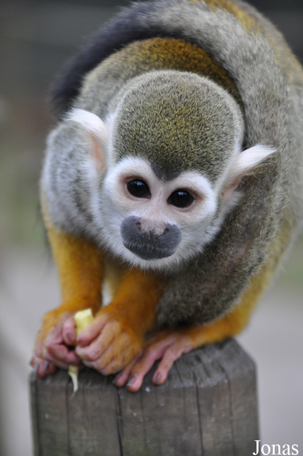 Saimiri sciureus