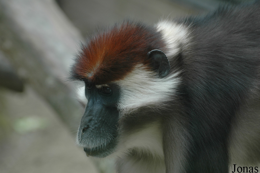 Cercocebus torquatus