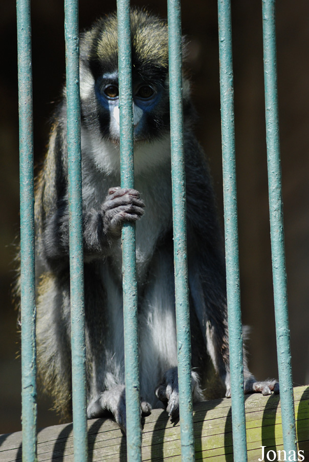 Cercopithecus ascanius