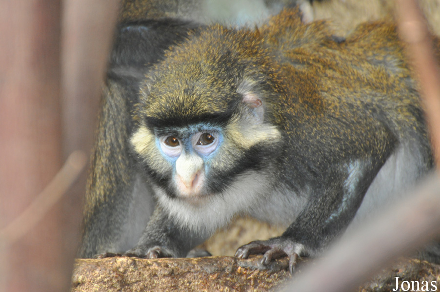 Cercopithecus ascanius ascanius