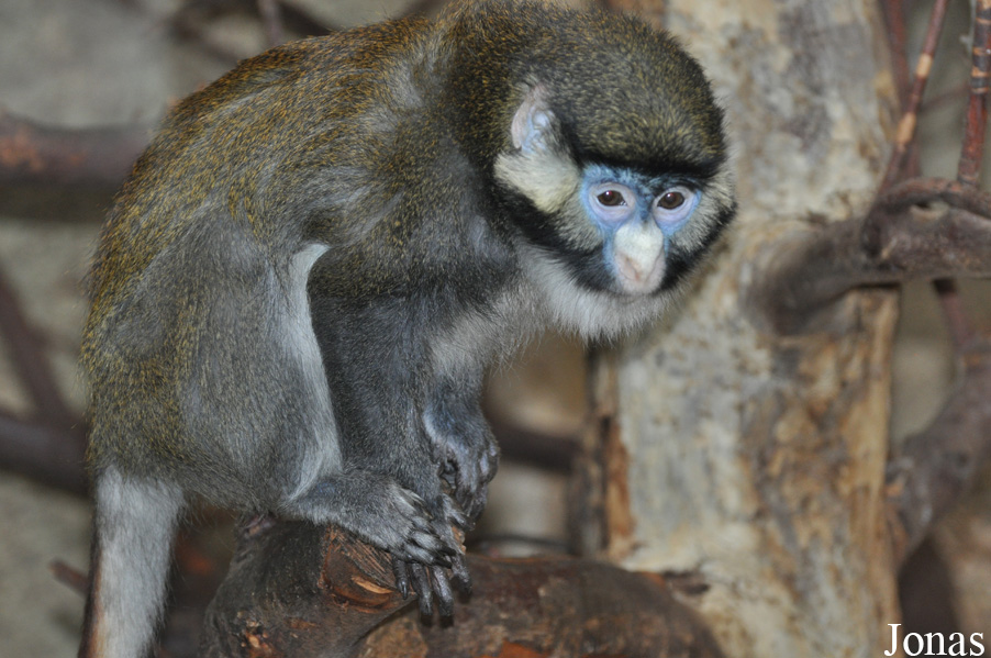 Cercopithecus ascanius ascanius