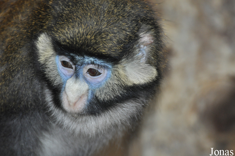 Cercopithecus ascanius ascanius