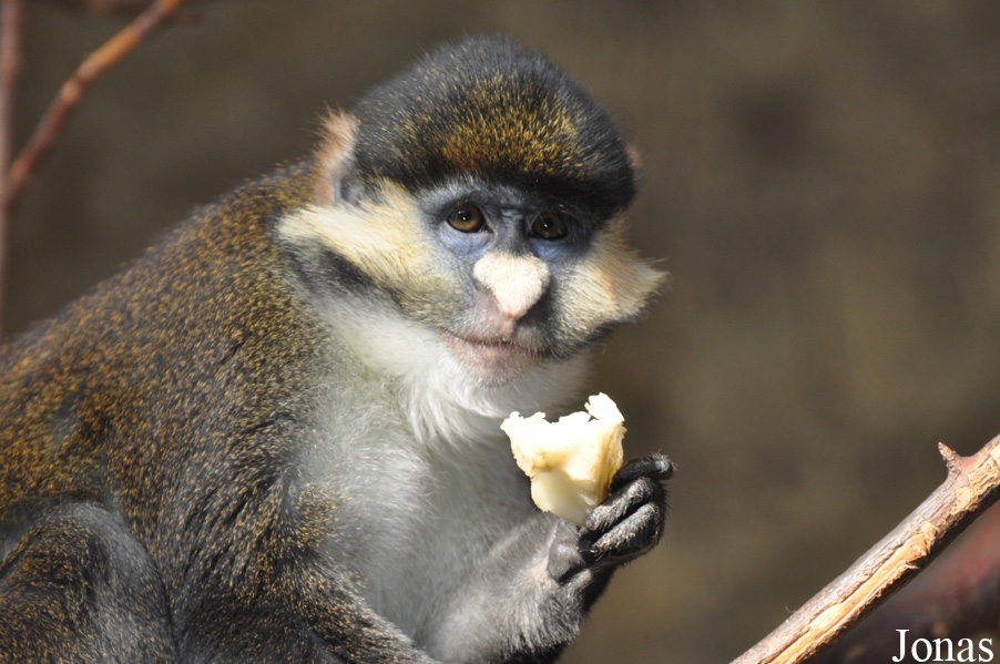 Cercopithecus ascanius schmidti