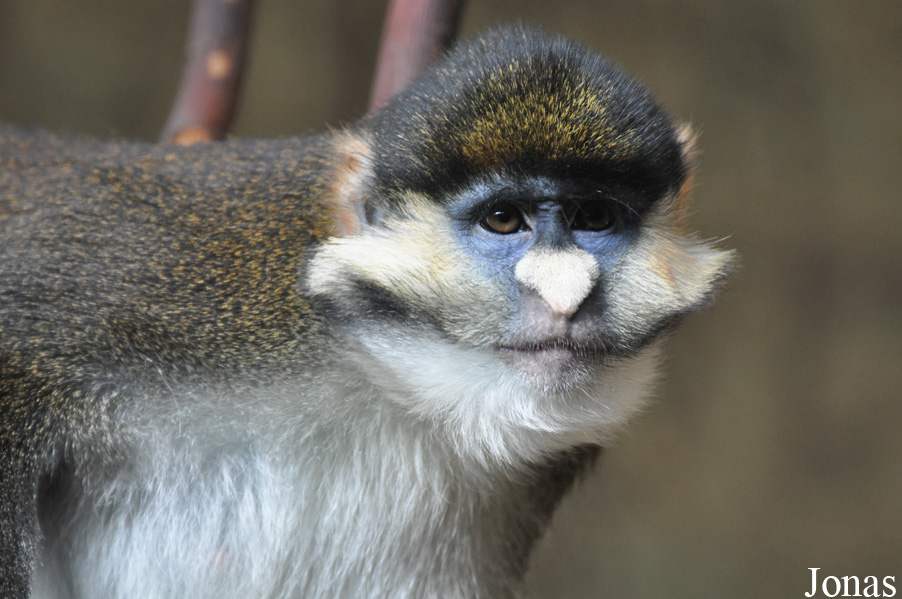 Cercopithecus ascanius schmidti