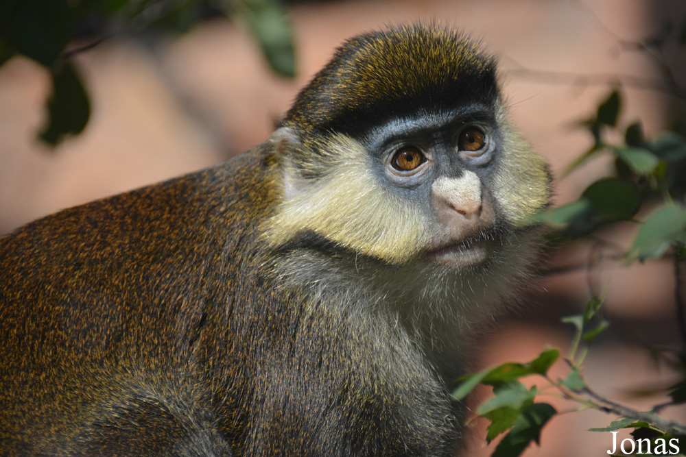 Cercopithecus ascanius schmidti