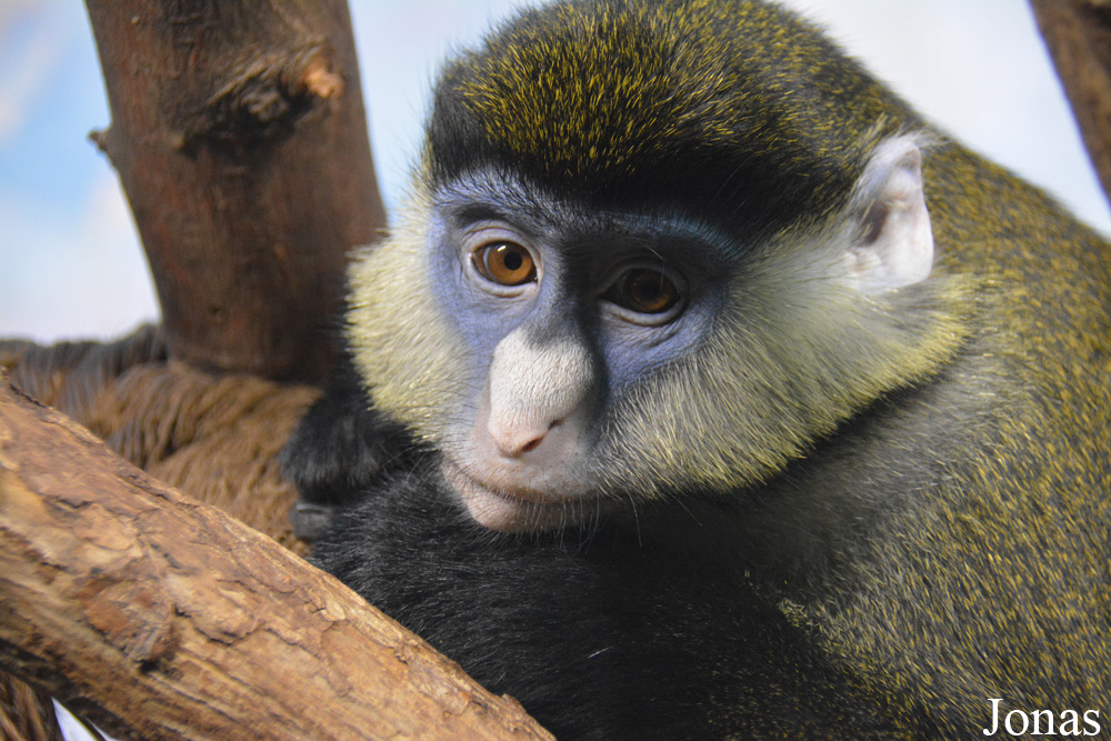 Cercopithecus ascanius whitesidei