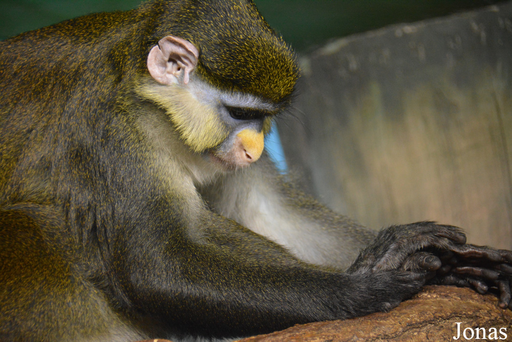 Cercopithecus ascanius whitesidei