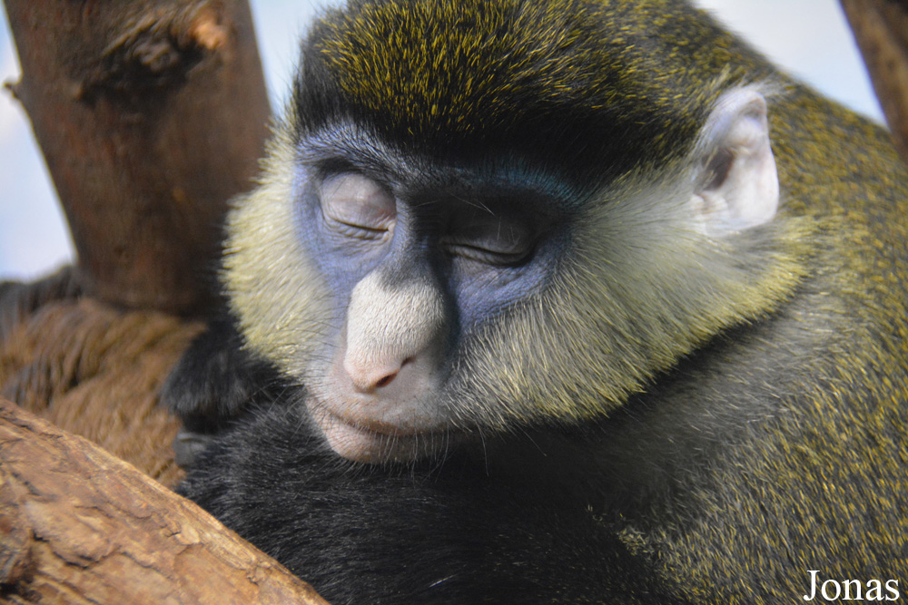 Cercopithecus ascanius whitesidei