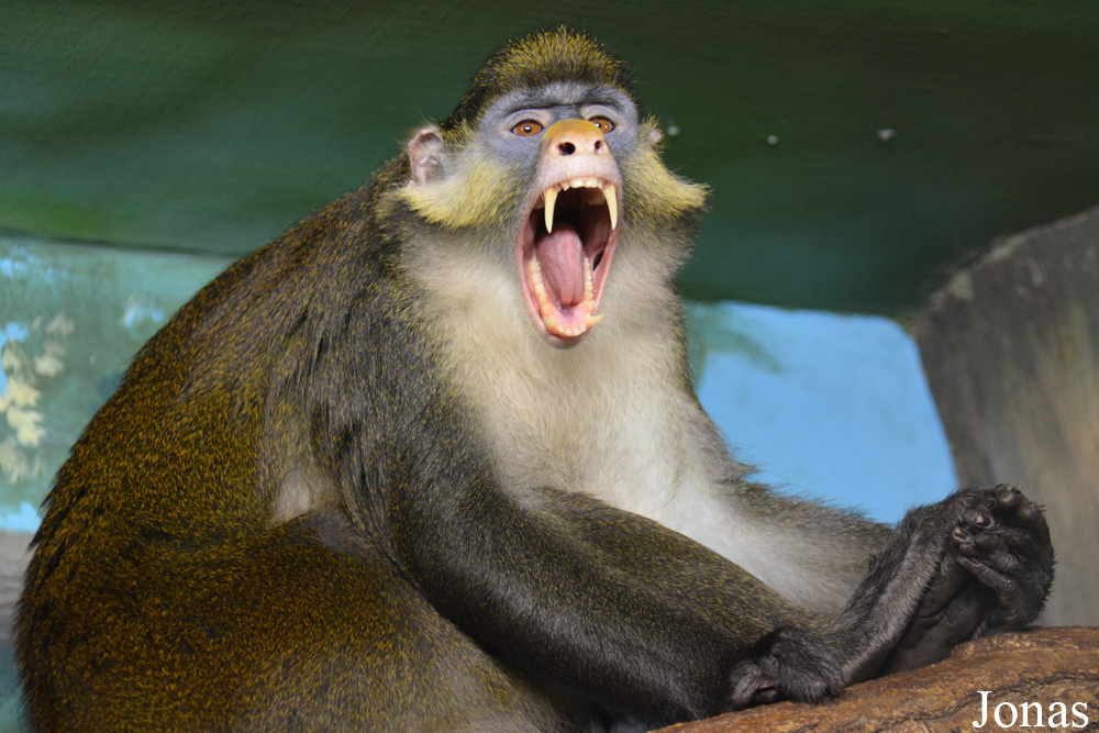 Cercopithecus ascanius whitesidei