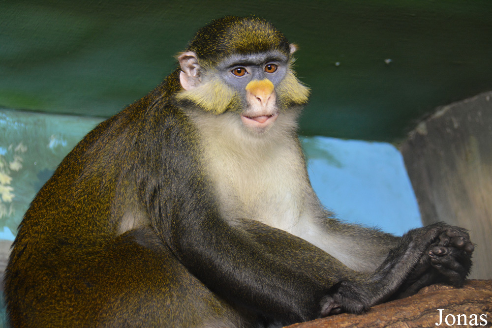 Cercopithecus ascanius whitesidei