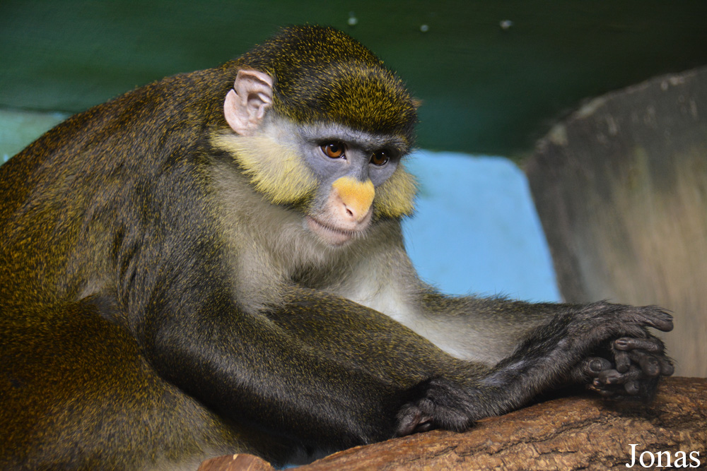 Cercopithecus ascanius whitesidei