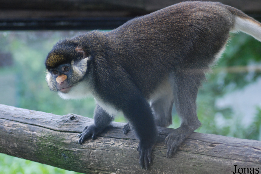 Cercopithecus ascanius whitesidei