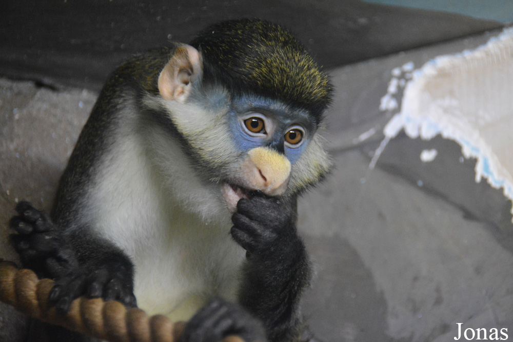 Cercopithecus ascanius whitesidei