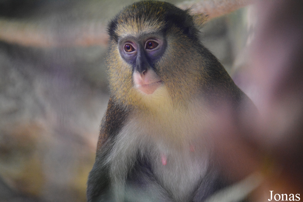 Cercopithecus lowei