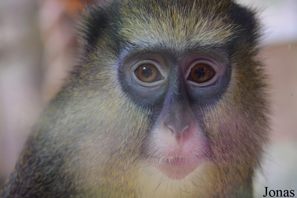 Cercopithecus lowei