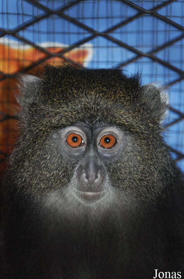 Cercopithecus mitis