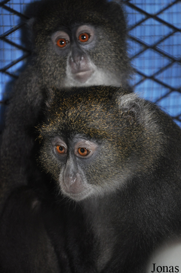 Cercopithecus mitis