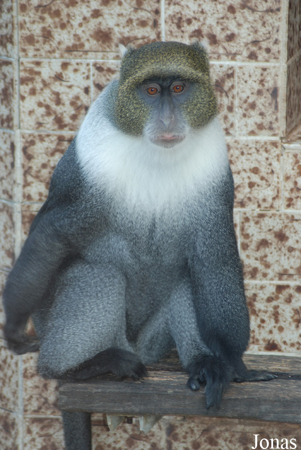 Cercopithecus mitis
