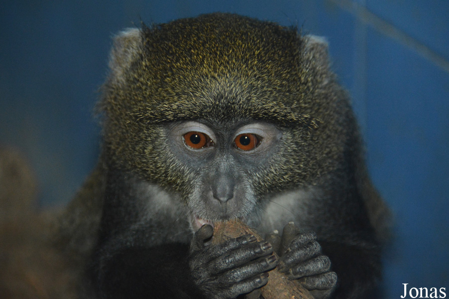 Cercopithecus mitis albogularis