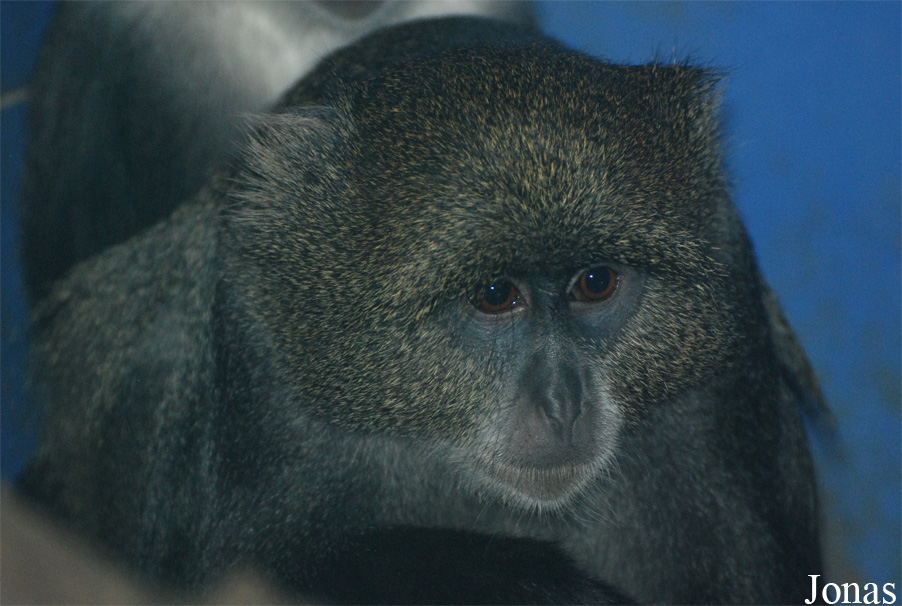 Cercopithecus mitis albogularis