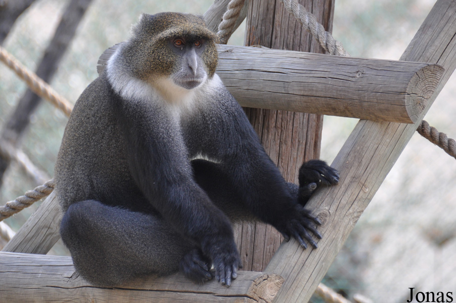 Cercopithecus mitis albogularis