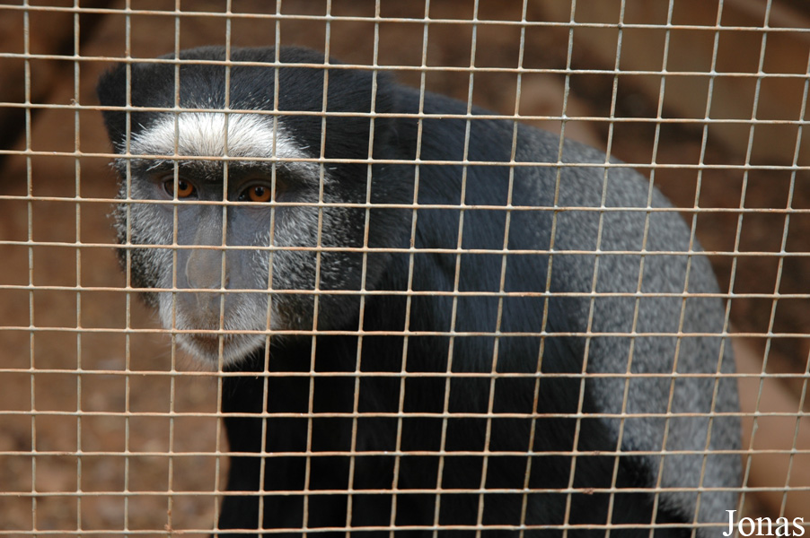 Cercopithecus mitis stuhlmanni